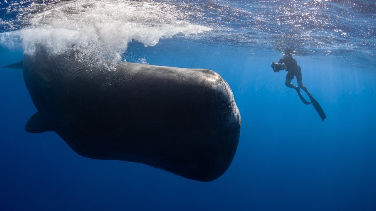 PATRICK AND THE WHALE Vorschaubild